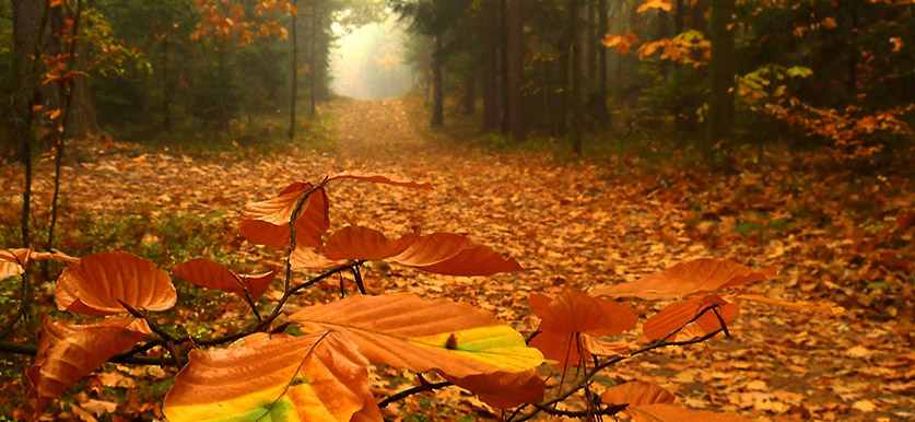 Baner-jesien